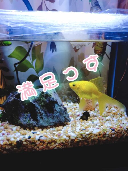 東京の金魚等【榊】